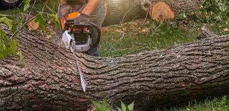 How Our Tree Care Process Works  in  Springfield, OH