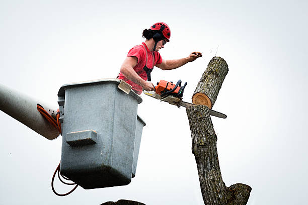 Best Tree and Shrub Care  in Springfield, OH